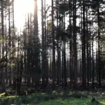 Veluwe in 1 minuut - screenshot video 1