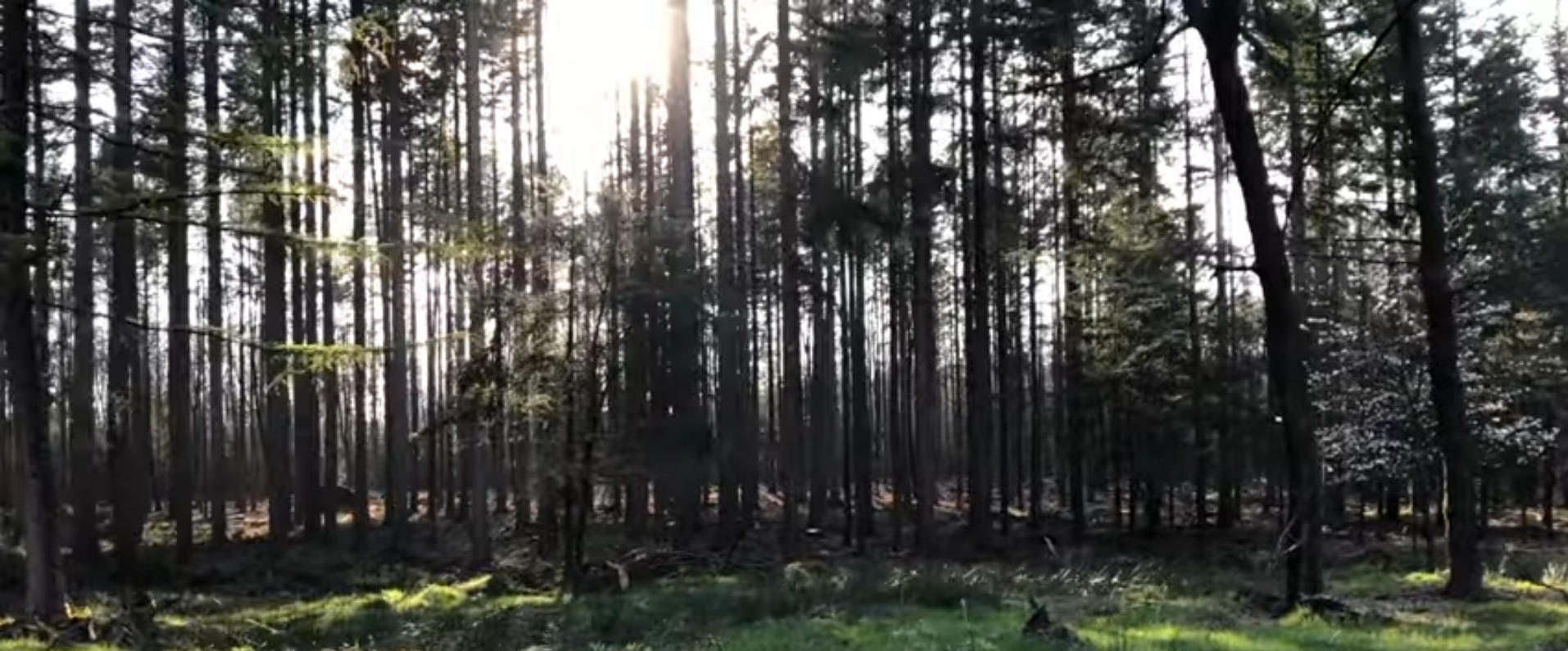 Veluwe in 1 minuut