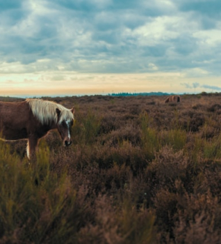Uit eten op de Veluwe: 10 x de leukste restaurants